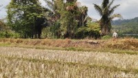 Lokasi situs berada di Desa Janggala, Kecamatan Cidolog, Kabupaten Ciamis Jawa Barat (Dadang/detikTravel)