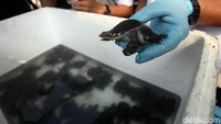 Sebanyak 128 ekor kura-kura moncong babi yang disita polisi dari pengungkapan kasus ini. Kura-kura ini dijual dari harga Rp 100 ribu hingga Rp 1,2 juta per ekor.