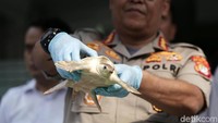 Ini dia kura-kura moncong babi yang diamankan polisi.