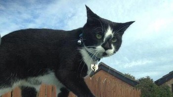 Kucing ini terlihat sangat besar. (Foto: Brightside)