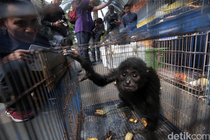 Sebutkan upaya indonesia dalam menanggulangi kejahatan terhadap hewan dan tumbuhan liar atau langka