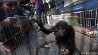 Selain para tersangka, polisi juga mengamankan sejumlah hewan yang dijual para di antaranya seperti kura-kura moncong babi, buaya muara, lutung jawa, siamang, jalak bali dan burung kakaktua.