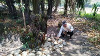 Ritual Nipus ini biasa dilakukan oleh peziarah dari berbagai daerah. Yang datang biasanya pejabat yang ingin naik jabatan atau yang akan mencalonkan diri menjadi anggota legislatif (Dadang/detikTravel)