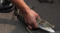 Ada dua ekor buaya muara yang diamankan.