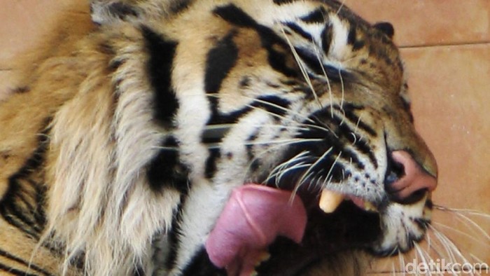 Harimau dan macan Tutul di taman safari