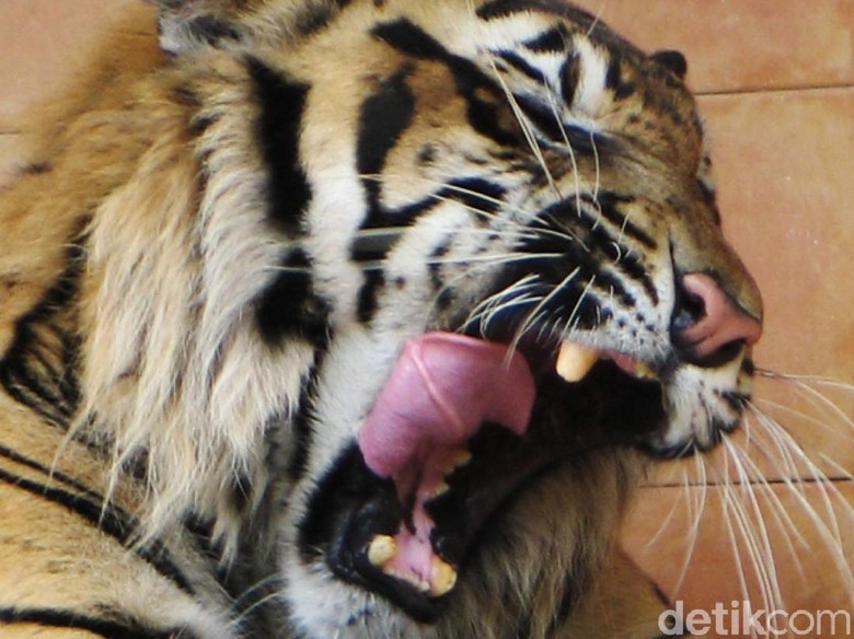 Pasca Harimau Serang 4 Ternak, Warga Inhil Riau Takut Berkebun Pasca Harimau Serang 4 Ternak, Warga Inhil Riau Takut Berkebun
