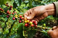 Dibawa oleh Belanda hingga Jadi Kopi Kekinian Milenial