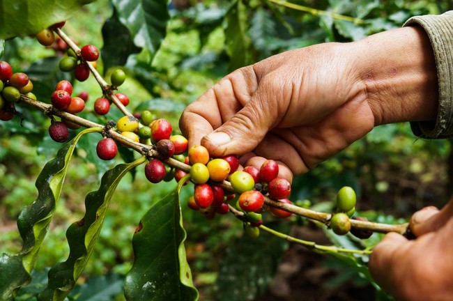 5 Perusahaan Ini Ubah Sisa Makanan Jadi Makanan Baru Bernutrisi