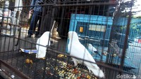 Alasan para tersangka nekat menjual satwa dilindungi karena tergiur untung yang besar.
