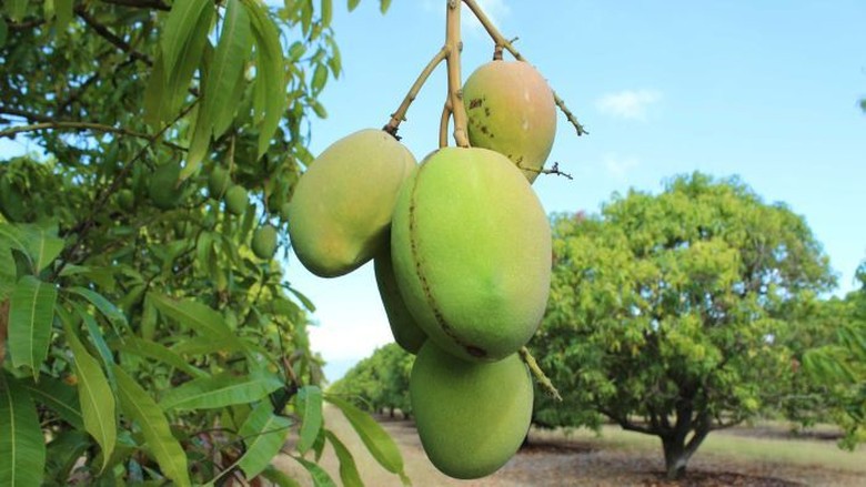 Peneliti Australia Buktikan Kulit Mangga Bisa Mengurai Limbah Minyak Peneliti Australia Buktikan Kulit Mangga Bisa Mengurai Limbah Minyak