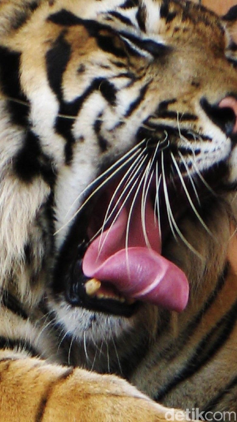 Turun ke Perkampungan di Aceh, 2 Harimau Makan Kerbau Warga Turun ke Perkampungan di Aceh, 2 Harimau Makan Kerbau Warga