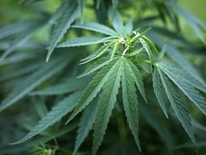 Malaysia Pertimbangkan Legalisasi Mariyuana Buat Keperluan Medis