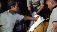 Ironisnya, menurut Kepala BBKSDA, Suharyono, harimau Sumatera tersebut dalam kondisi hamil. Diketahui harimau tersebut akan melahirkan dua ekor anak dengan jenis kelamin jantan dan betina dalam waktu 10 hari mendatang. Namun, akibat terjerat tali yang dipasang warga harimau Sumatera itu beserta janinnya tak dapat diselamatkan. Antara Foto/FB Anggoro.