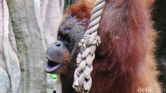 Orang Utan Ditemukan Tinggal Tulang di Karo Sumut