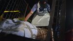 Miris, Harimau Sumatera Mati Akibat Jerat Babi