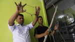 Miris, Harimau Sumatera Mati Akibat Jerat Babi