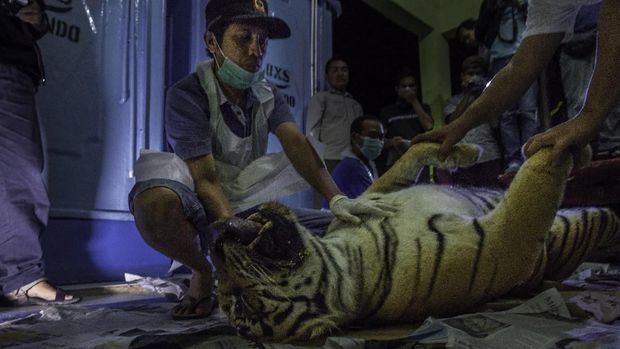 Waswas Warga di Tengah Perburuan Harimau Sumatera