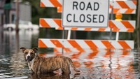 Evakuasi pun dilakukan untuk meminimalisir jumlah korban terluka akibat banjir besar tersebut. Sean Rayford/Getty Images.