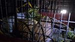 Miris, Harimau Sumatera Mati Akibat Jerat Babi