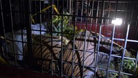 Harimau Sumatera tersebut diketahui tewas oleh warga akibat terjerat kabel sling yang dipasang warga untuk menjerat hama babi. Warga yang melihatnya lantas melaporkan kejadian tersebut kepada petugas Balai Besar Konservasi Sumber Daya Alam (BBKSDA) Riau. Antara Foto/FB Anggoro.