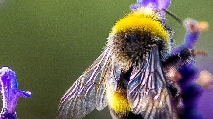 Perjuangan Lebah Bertahan dari Kepunahan