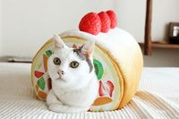 Gemas! Bantal Kucing Ini Bentuknya Roll Cake dan Pie yang Bikin Ngiler