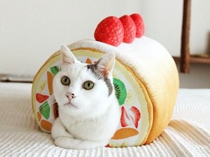 Gemas! Bantal Kucing Ini Bentuknya Roll Cake dan Pie yang Bikin Ngiler