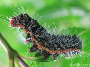 Catat! Ini Cara Basmi Ulat Bulu Agar Tanaman Hias Tak  Digerogotin