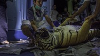 Seekor harimau Sumatera liar tewas akibat terjerat tali yang dipasang oleh warga di hutan daerah Muara Lembu, Kabupaten Kuantan Singingi, Provinsi Riau, Rabu (26/9/2018). Harimau tersebut diketahui berasal dari hutan Rimbang Baling, Kabupaten Kampar yang berbatasan dengan Kabupaten Kuansing. Antara Foto/FB Anggoro.