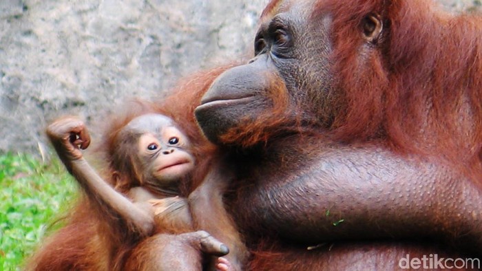 6 Orangutan Dilepasliarkan di Sintang Kalbar