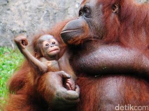 BBKSDA Riau Amankan 3 Anak Orang Utan