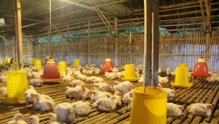 55 Koleksi Pupuk Hantu Untuk Ayam Broiler Gratis Terbaik