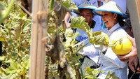 Menteri Rini tampak semringah saat memetik melon sendiri di Lamongan Jawa Timur. Foto: dok. BRI