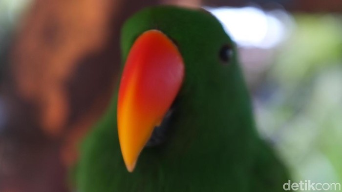 Burung Paruh Bengkok ( Nuri, Betet, Kakaktua)