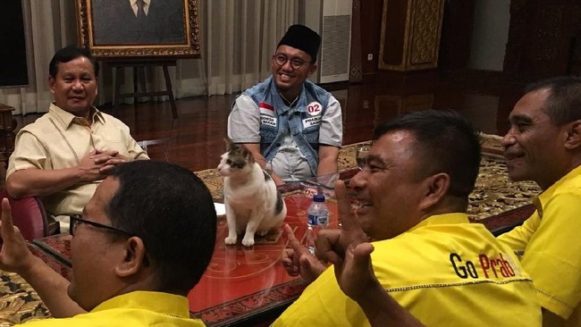 5 Manfaat Kesehatan Jadi Pecinta Kucing Seperti Prabowo Subianto 5 Manfaat Kesehatan Jadi Pecinta Kucing Seperti Prabowo Subianto