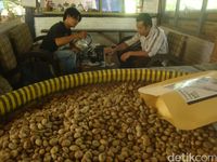 You can learn about coffee at the Coffee Philosophy Padepokan on the slopes of Mount Slamet 