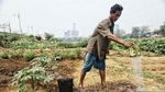 Potret Petani Sayuran Mencoba Bertahan di Tengah Kemarau