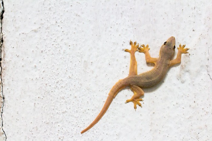 614230186 House gecko on wall