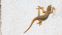 Cicak merupakan spesies asli Asia Tenggara. Namun kini dia telah tersebar hampir seluruh dunia.(iStock)