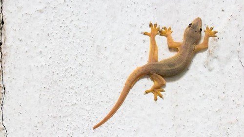 House gecko on wall