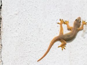 Benarkah Membunuh Cicak Setara dengan 100 Kebaikan?