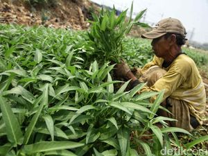 Potret Petani Sayuran Mencoba Bertahan di Tengah Kemarau