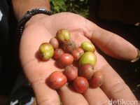 You can learn about coffee at the Coffee Philosophy Padepokan on the slopes of Mount Slamet 