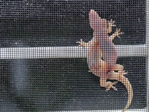 Cicak Memang Keren! Untuk Satu Hal Ini, Manusia Kalah Sama Cicak