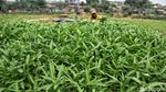 Potret Petani Sayuran Mencoba Bertahan di Tengah Kemarau