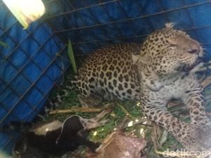 Cegah Macan Teror Warga, Gunung Sawal Diusulkan Jadi Hutan Konservasi