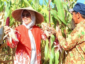 Unhas Temukan Benih Jagung Ungu, Panen Lebih Cepat