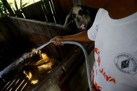 KUR BRI Menjangkau Pengusaha UMKM di Perbatasan