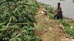Potret Petani Sayuran Mencoba Bertahan di Tengah Kemarau