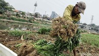 Petani tersebut menjual kangkung hasil panennya dengan harga Rp 1500/ikat.